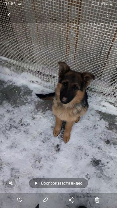 В продаже немецкая овчарка.