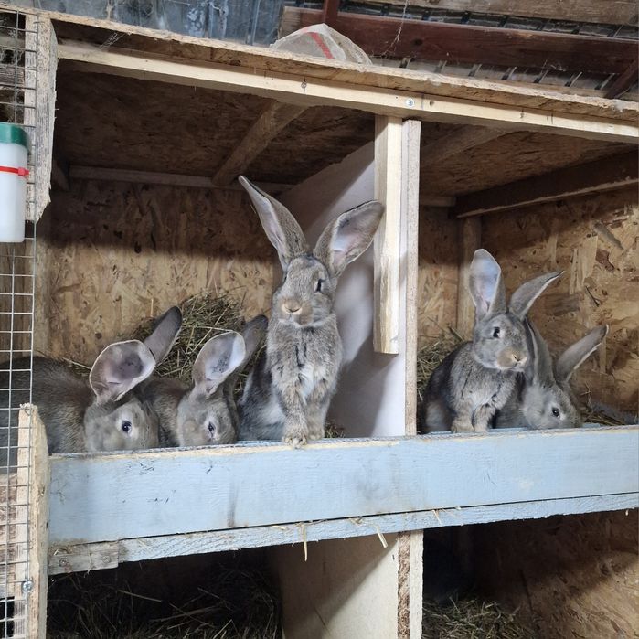 Pui urias german gri