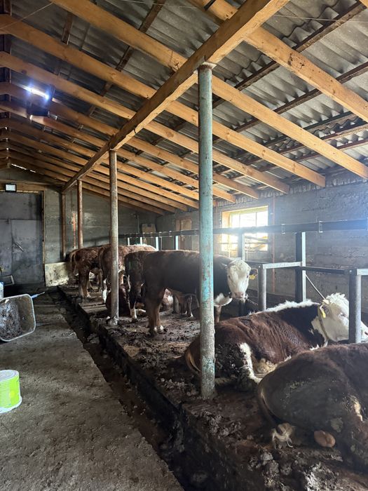 Продам бычков на откорме