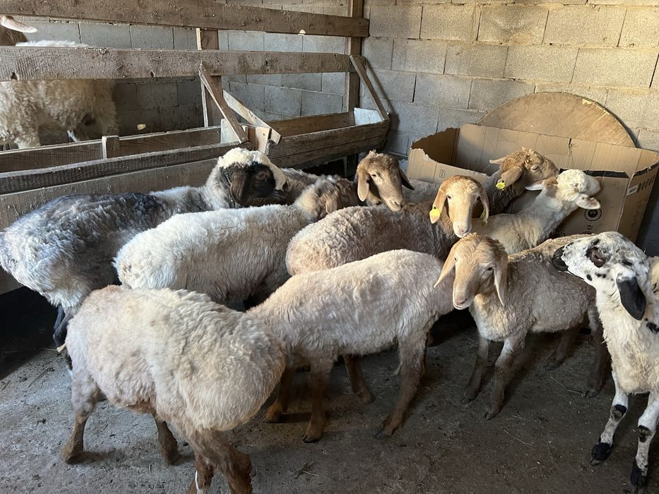 Семіз еркек тоқты