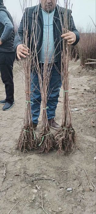 Кора гилос (Олча) кучатларимиз бор арзон нархларда берамиз.