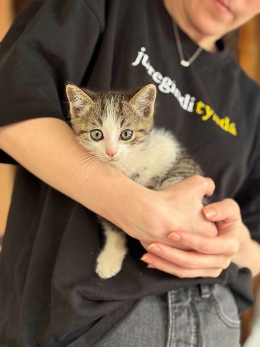 Котенок мальчик помесь с мейнкуном