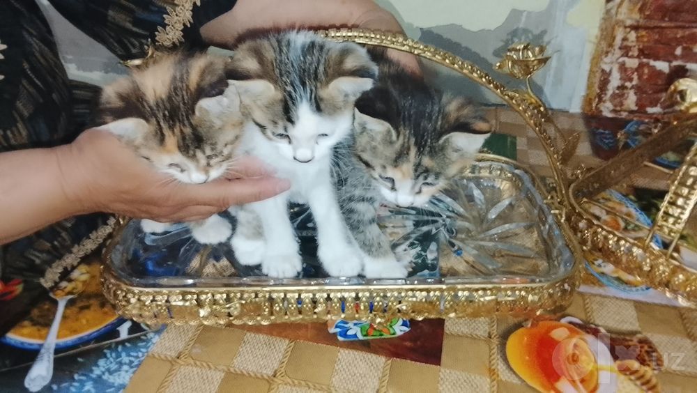 Отдадим котят в добрые руки