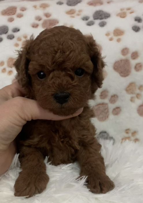 Пудел Тийкъп /Пудел той с родословие момче Poodle