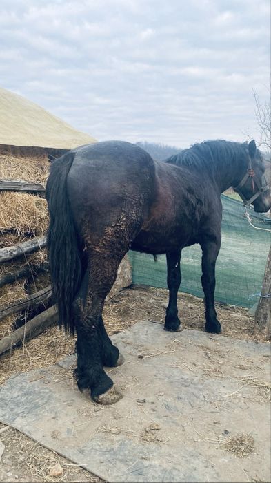 Manza de 2 ani pentru pretentiosi ne schimbata la gura