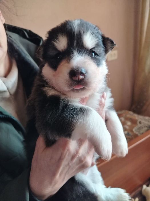 Продаю щенков ХАСКИ!