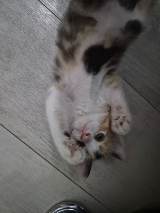 Отдам котенка в добрые руки
