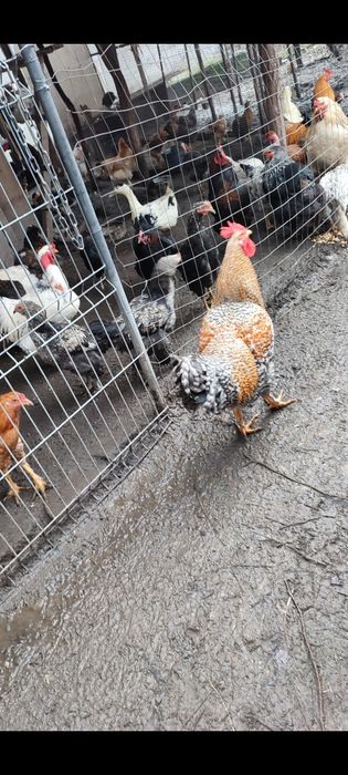 Vând: COCOȘ de anul acesta