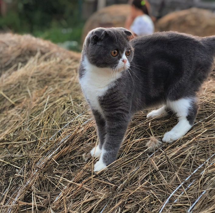 Продам британского котёнка (девочка)