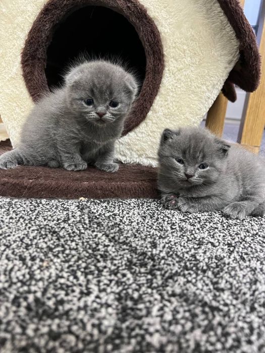 Qoltigini va mushukini sochadi