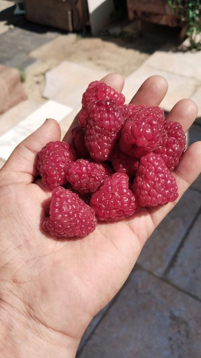 Продам малину дачную.