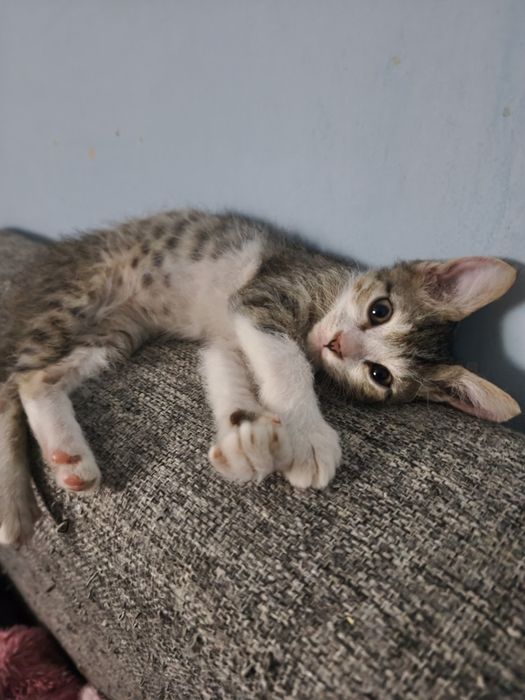Отдам котенка в хорошие руки