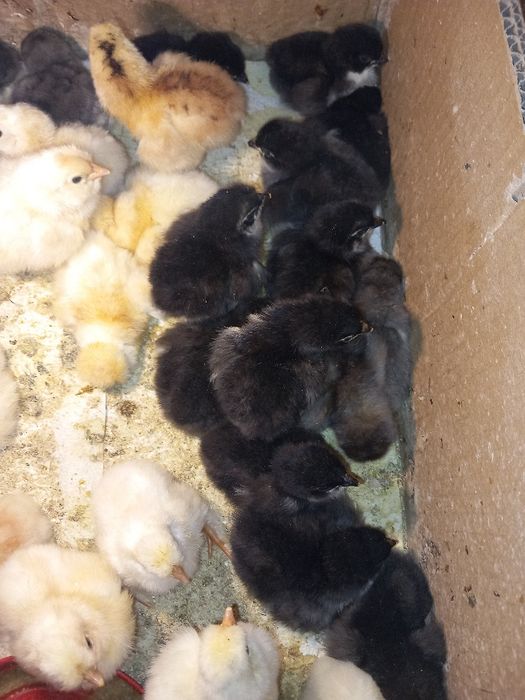 Pui de găină moțați, marans și  bibilici colorate