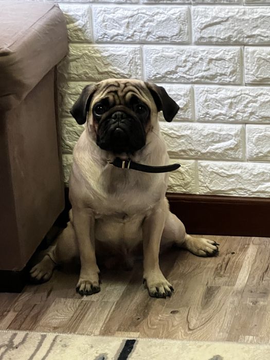 Мопс для вязки.