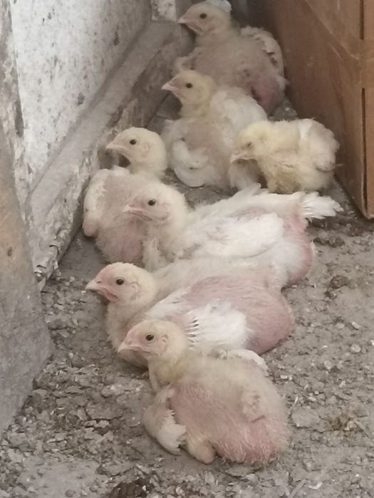 Продам цыплят 3х недельные