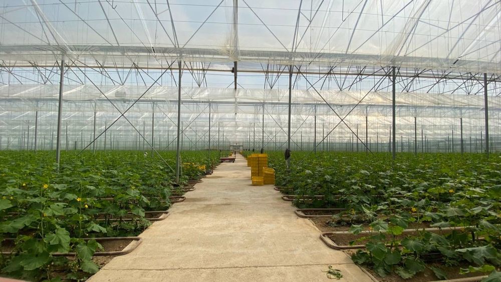 СРОЧНО Продаётся готовый бизнес Теплица