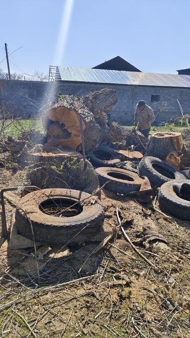 Ағаш кесу/Спил деревьев