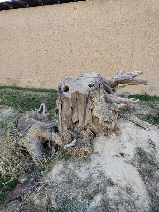 Oʻtin toʻnka bor tekin faqat arralab olib ketish kerak