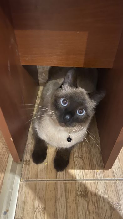 Отдаю особенного кота