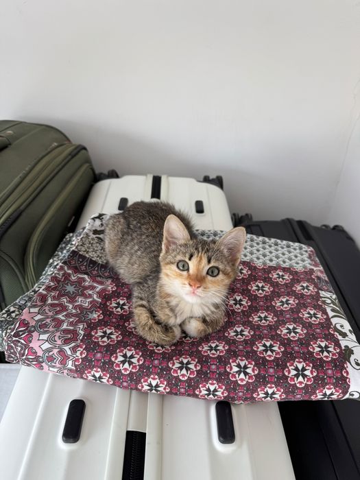 Котенок девочка 2 мес