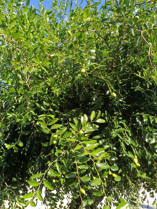 Хинап дръвче растение