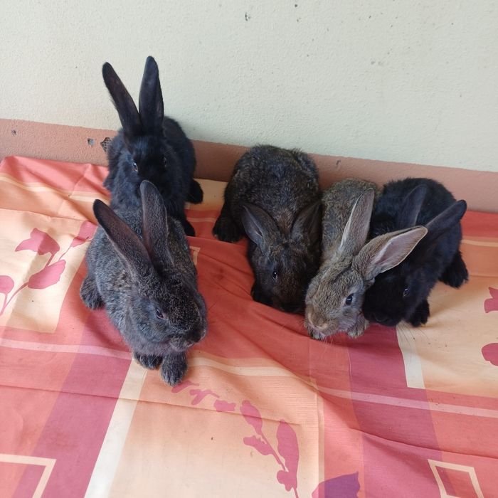 Vând iepuri metiși