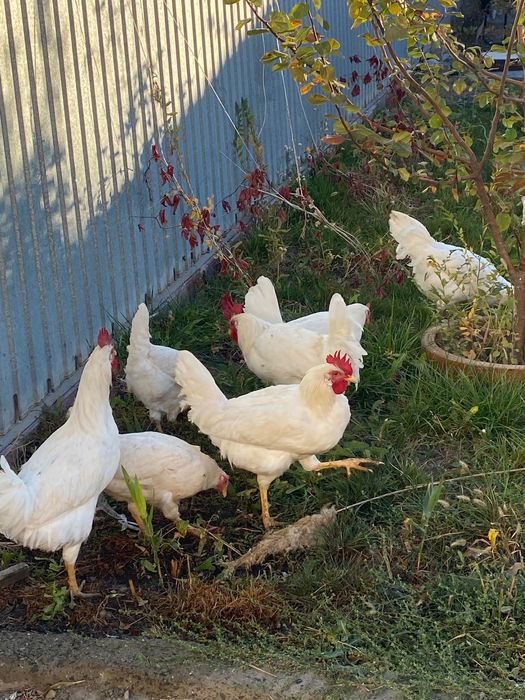 Курица птица продается