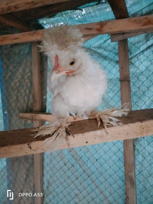 Продам японский карлик цыплята