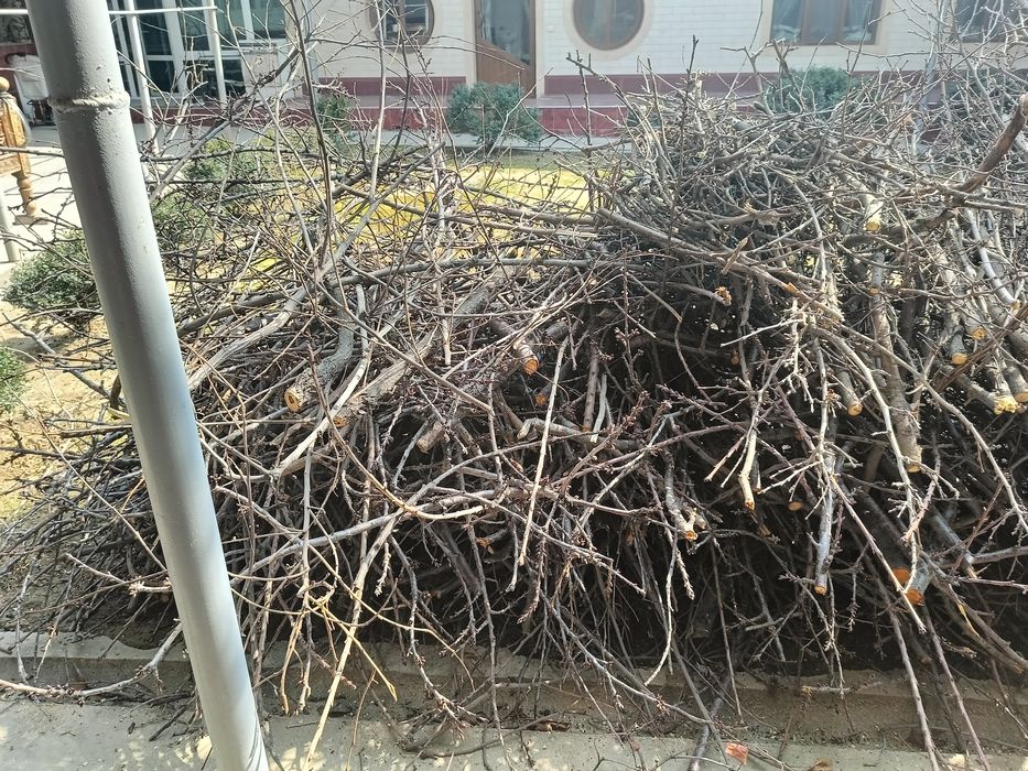 Otin tekin faqat tez kep opketila