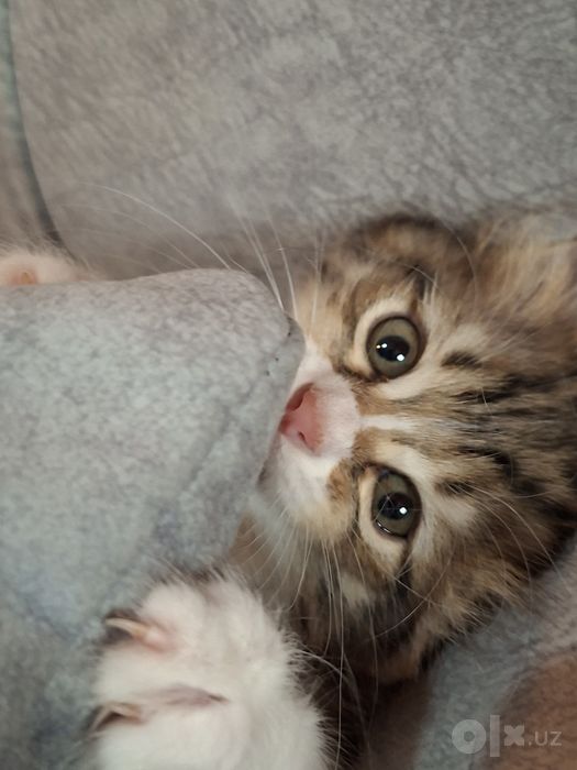 Милые котяты в добрые руки ..