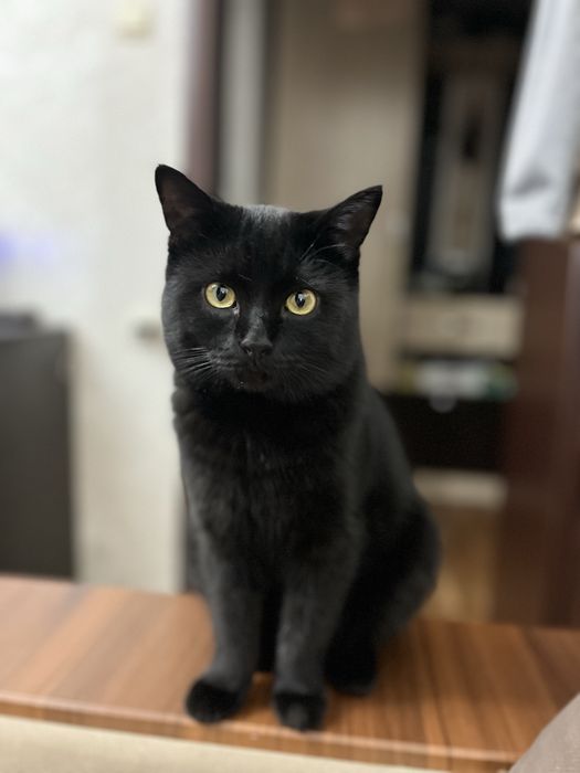 Помогите найти кота
