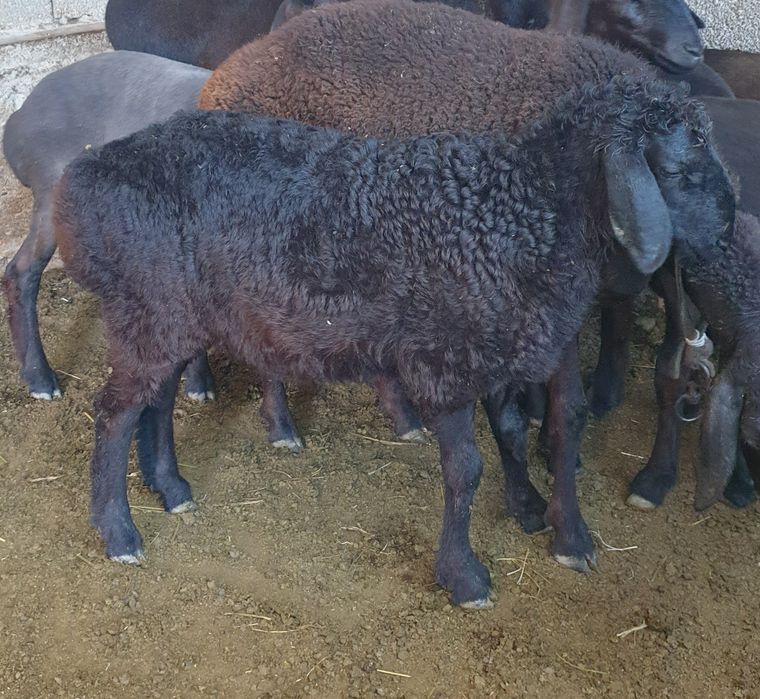 Qo'zi qo'chqor sotiladi
