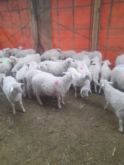 Vînd miele de rasă Sarda și Assaf