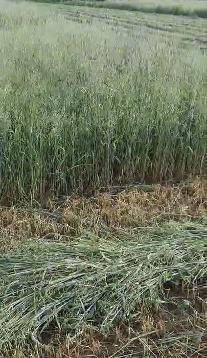 Продавам овес на малки бали
