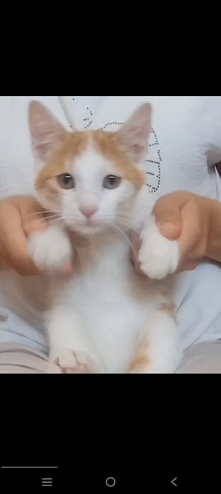 Oq sariq mushuk jinsi oʻgil bola