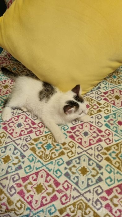 Отдам в добрые руки котенка