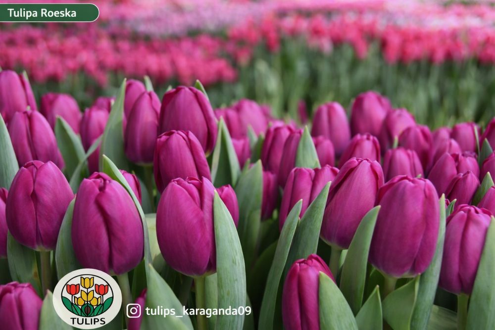 Оптом тюльпаны Голландия