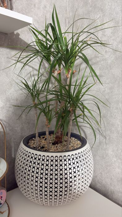 Драцена Маргината