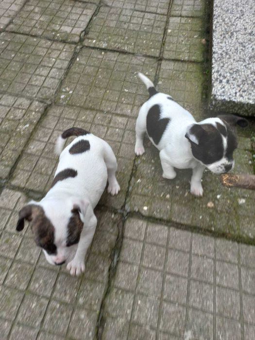 Френски Джак  ръсел