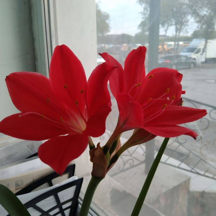 Продам цветы комнатные