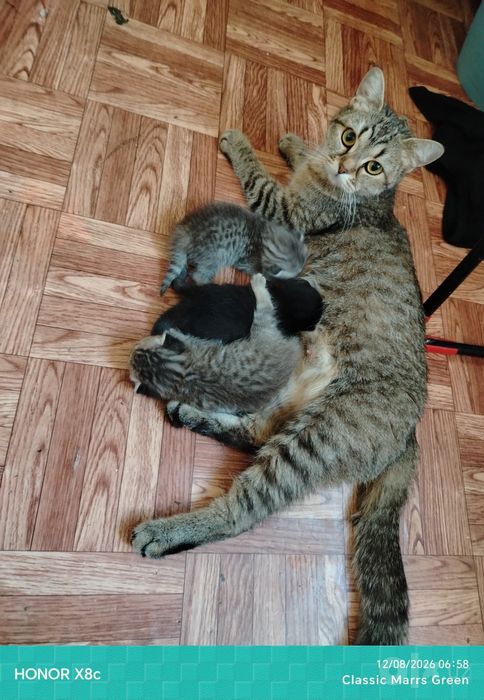 Отдам кошку с котятами в добрые руки
