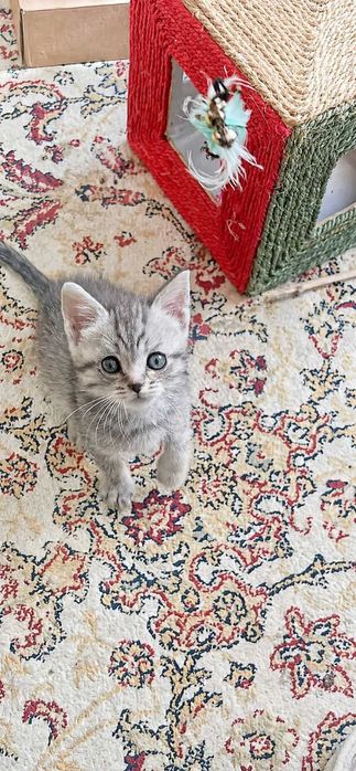 отдам котят мальчиков в добрые руки