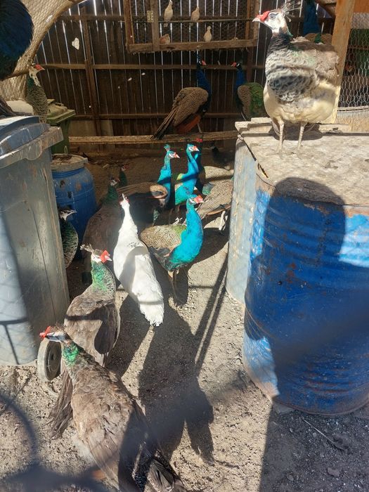 Vând pauni pui și maturi