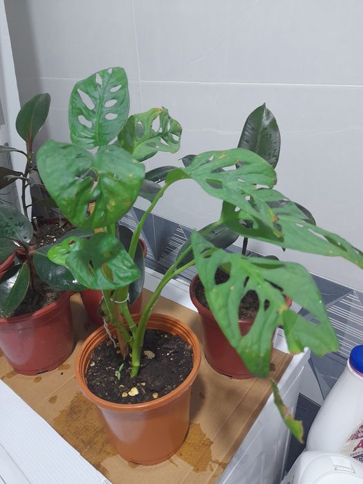 Монстера Monstera Mankey 40 ming so'm Tez o'syapti yangi barglari chiq