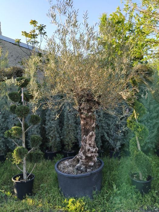 Maslini pe rod, ornamentali, seculari, bonsai rezistenti la ger
