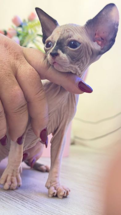 Продам Канадского Сфинкса