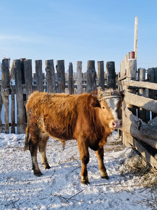 Продается быки.