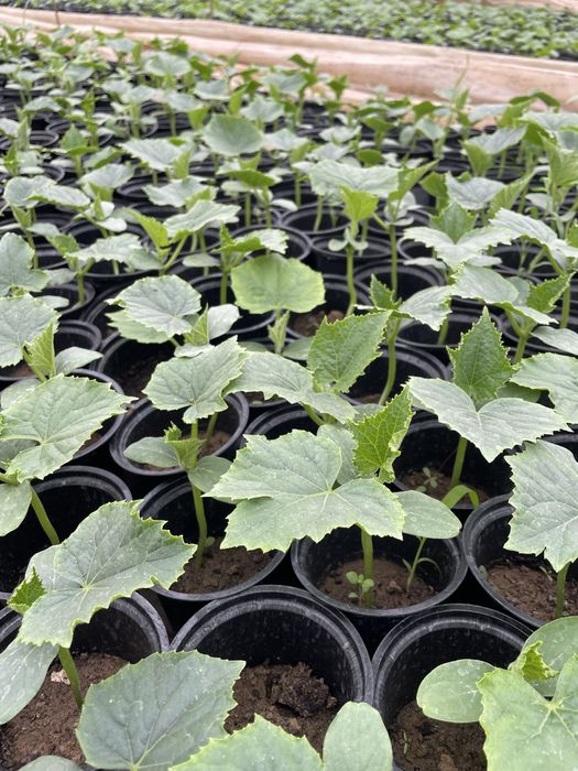 Ранен разсад домати