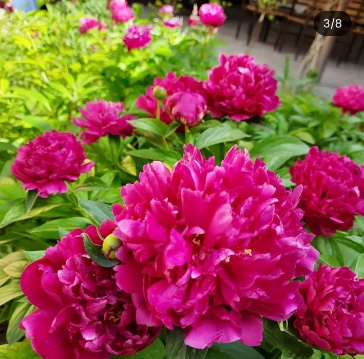 Большие и средние кусты пионов