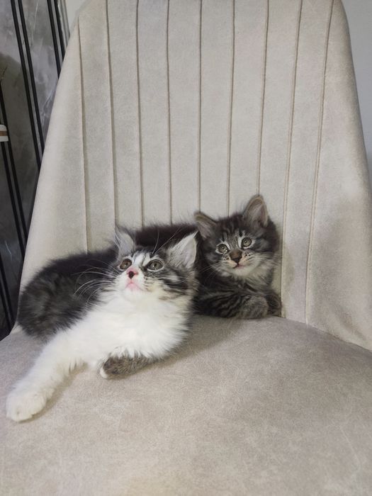 Котята метисы 2.5 месяца девочка и мальчик